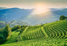 RICCARDO COTARELLA E CANTINA VALLE ISARCO: 5 anni insieme