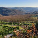 Vigneti Chianti Classico