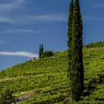 Vigneti Bolzano