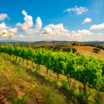 Vigneti – Poggio Argentiera