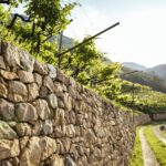 viticoltura Alto Adige benjamin_pfitscher