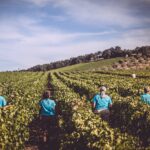 Foto vigna vendemmia 2019