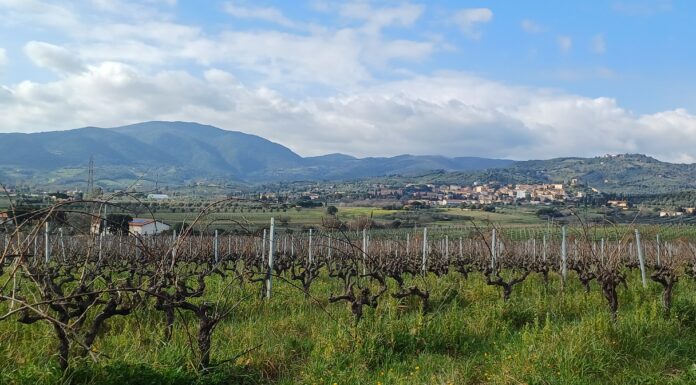 TUA RITA, i grandi rossi dell’altra Toscana