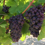 pinot grigio