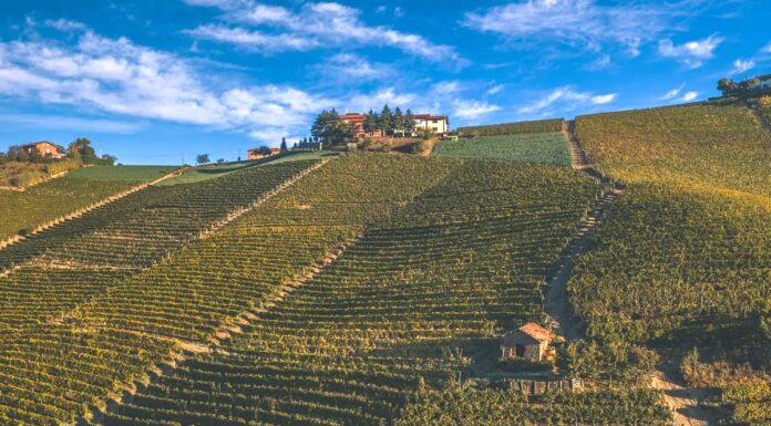 MOSCATO D’ASTI DOCG 2025 DI CASCINA GALLETTO