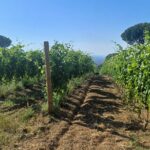 vigneti