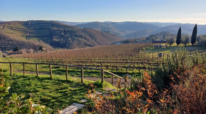 SCOMPARSO FRANCO BERNABEI, MISTER SANGIOVESE E PADRE DEL RINASCIMENTO DEL VINO ITALIANO