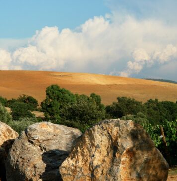 TENUTA MONTETI, ricerca e sostenibilità in Maremma