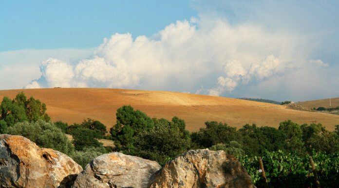 TENUTA MONTETI, ricerca e sostenibilità in Maremma