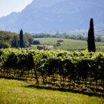 DELLE VENEZIE_FRIULI_9