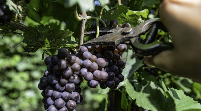 DOC DELLE VENEZIE: al via la vendemmia 2026