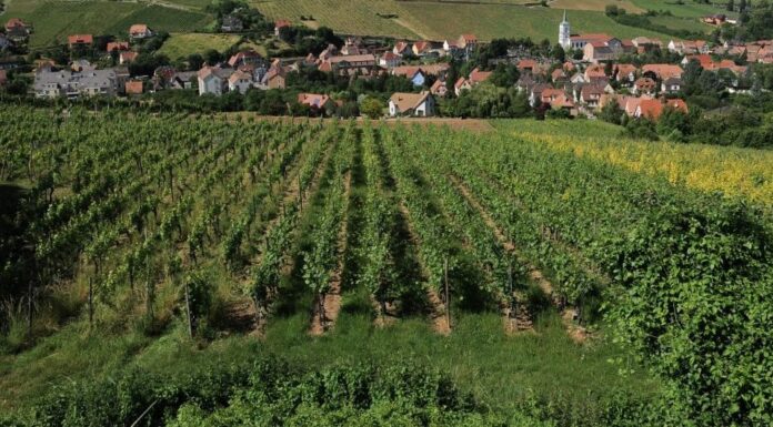 Les Grands Chais de France presenta SecretsdeCave.com