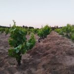 Alberelli di Carignano su sabbia di circa 80 anni a Calasetta dell’azienda Carpante
