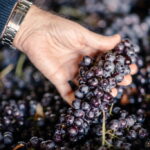 Barbera