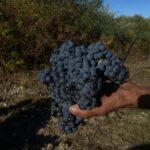 Foto Cagnulari di Giovanni Camboni