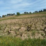 Foto Vigna di Ghirada Elisi di Francesco Cadinu a Mamoiada
