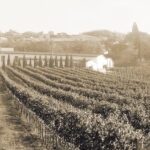 Pardi vigneto