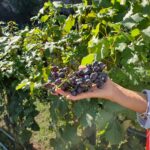 Uva del Vigneto Italia 2 (1)