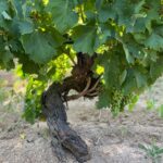 Vecchio Ceppo di Vermentino dell’azienda Depperu