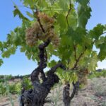 Vigna di Granazza dell’azienda Marco Canneddu a Mamoiada