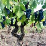 Vigna di Viticola Mereu nel Mandrolisai
