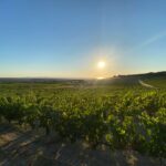 Vigne di Vermentino a Sorso dell’azienda Antichi Vigneti Manca