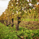 Vigneti