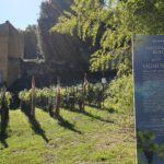 Vigneto Italia1 (1)